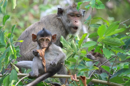 Family of monkeys