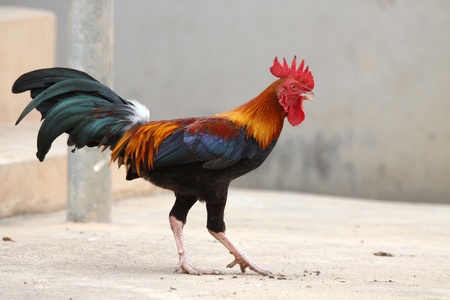 Thai Chicken colorful