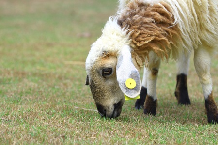 Sheep in farmの写真素材