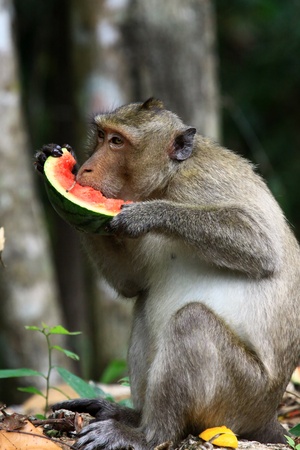 Monkey eating watermelonの写真素材