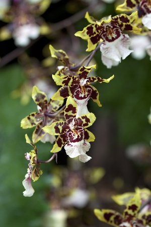 Orchid Blooms color brown and yellowの写真素材