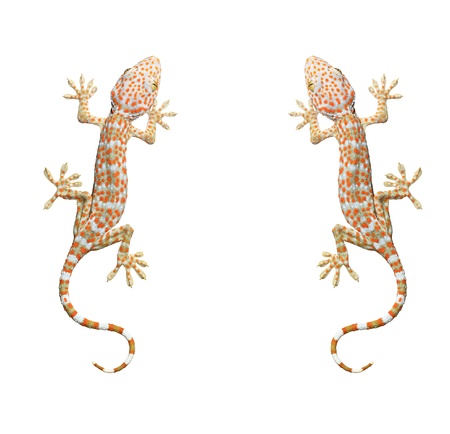 Gecko on isolated backgroundの写真素材