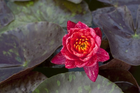 Lotus color orange  lotus leaf on pondの写真素材