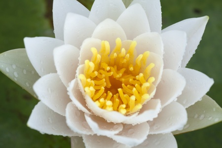 Lotus color white of Thailandの写真素材