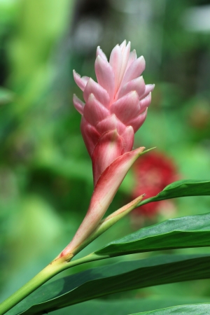 Achasma sphaerocephalum Holtt の写真素材