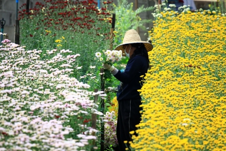 Workers cut flowers in the garden at Chiang Mai Thailandの写真素材