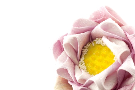 The art of folding lotusの写真素材
