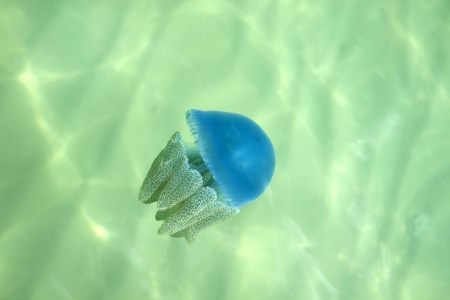 Beautiful sea jellyfish color blue floating in the sea of Thailandの写真素材