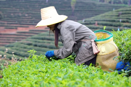 CHIANG RAI, THAILAND - DEC 24: Woman from Thailand breaks tea leaves on tea plantation on December 24, 2012 on a tea plantation at Chui Fong , Chiang Rai, Thailand. のeditorial素材