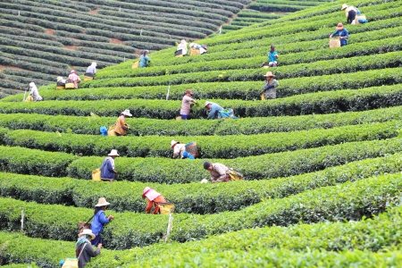 CHIANG RAI, THAILAND - DEC 24: Women from Thailand breaks tea leaves on tea plantation on December 24, 2012 on a tea plantation at Chui Fong , Chiang Rai, Thailand. のeditorial素材