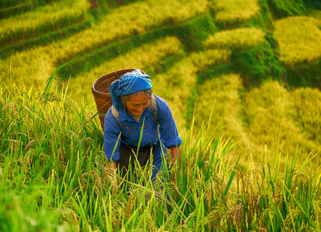 Mucangchai,Vietnam - Sep 21: Old Women farmers with wood basket at terraced rice field in harvest season plantation on Sep 21, 2016 at Mucangchai, Yenbai, Vietnam. Yenbai Province located in Northwest Vietnam.のeditorial素材