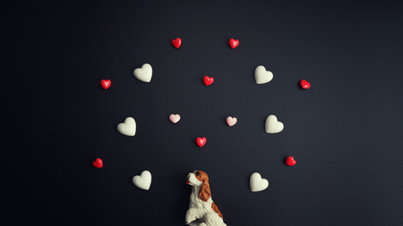 The dog sits up to look at the floating heart with a dark background.Happy Valentines Day background.Saint Valentine's Day concept. Can be used for celebrations valentines day.の写真素材
