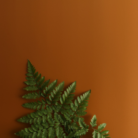 Green leaf on brown color background. Natural beauty product for branding mock-up concept.の写真素材