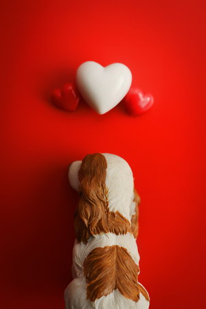 The black dog sits up to look at the floating heart with red background.Happy Valentines Day background.Falling in love concept. Can be used for celebrations valentines day.の写真素材