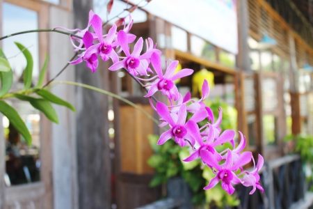 orchidの写真素材