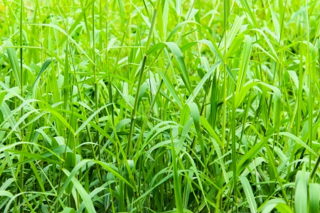 The green grass of nature の写真素材