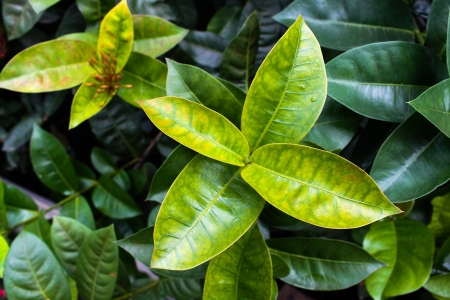 Leaf in nature の写真素材