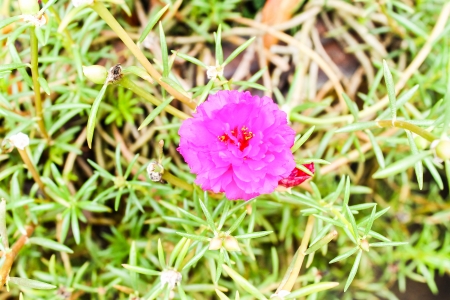 Portulaca flowersの写真素材