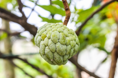 sugar apple 