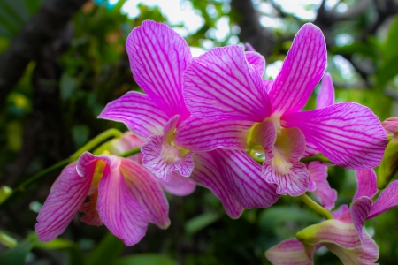 Orchids in the backyard の写真素材