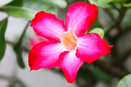 Pink impala lily close up の写真素材