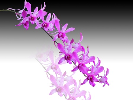 orchid flowers の写真素材