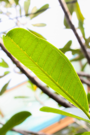Green leaf of natureの写真素材