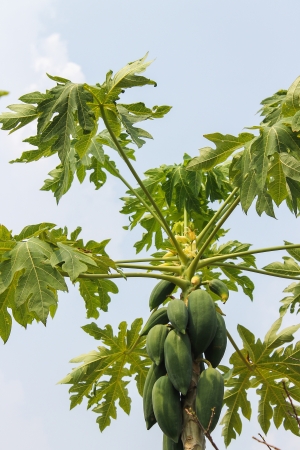 papayaの写真素材