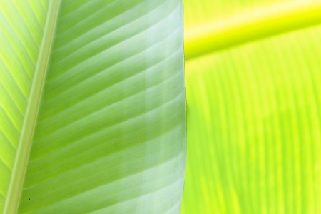 Green Banana Leafの写真素材