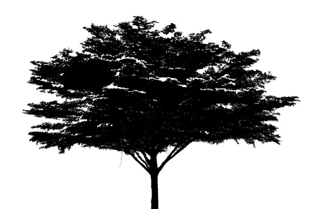 Black tree silhouette isolated on white backgroundの写真素材