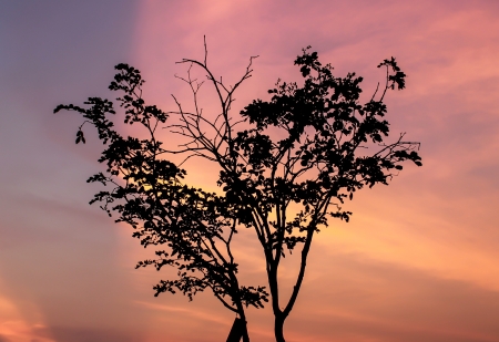 Silhouetted of  tree during sunsetの写真素材