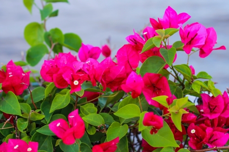 Pink bougainvillaea is blooming in the morningの写真素材