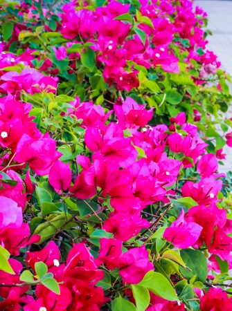 Pink bougainvillaea is blooming in the morningの写真素材
