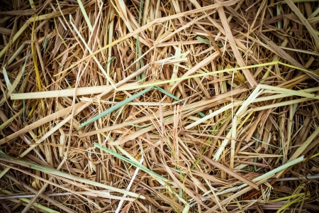 Golden hay texture background close-upの写真素材