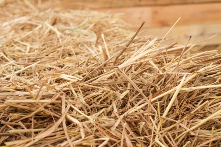 Golden hay texture background close-upの写真素材