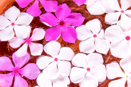 Image is Vinca flower on the waterの写真素材