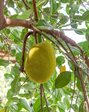 Jack fruit on the tree