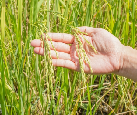 Image is rice  on handの写真素材