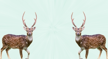 Two large whitetail bucks isolated on effect green backgroundの写真素材
