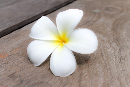 Tropical flowers frangipani on woodの写真素材