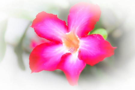 Floral background  Tropical flower Pink Adenium  Desert rose の写真素材