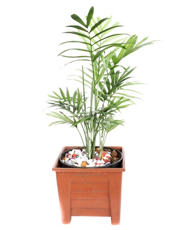 Tree with green leaves isolated on white backgroundの写真素材