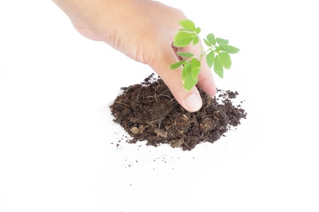 Human hands giving support to a small plant that grows on white backgroundの写真素材