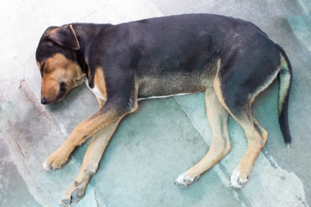Stray dog laying on the pavement of the street の写真素材