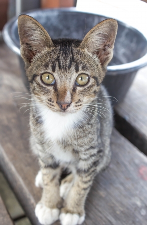 Cute sadly kitten の写真素材