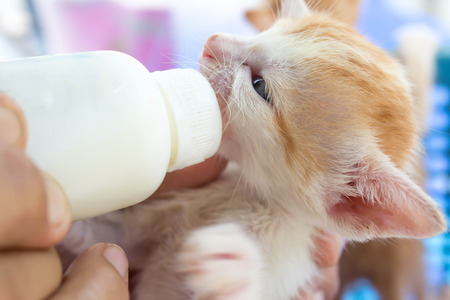 small kitten with milk from the bottleの写真素材
