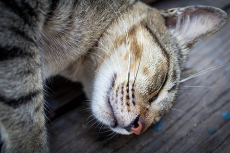 The cat sleeping on a floor of woodの写真素材