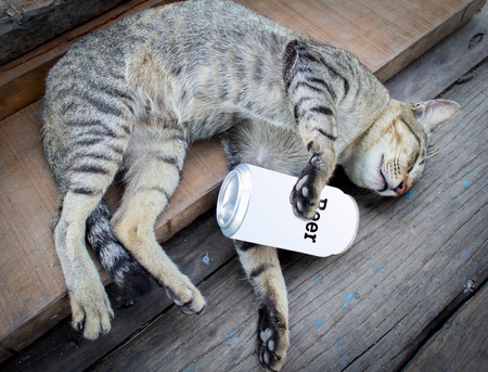 The cat sleeping on a floor of wood because it drunkの写真素材