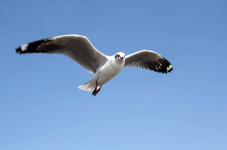 Single sea gull flying against background of blue sky