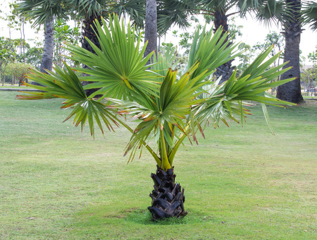 small palm tree in the parkの写真素材